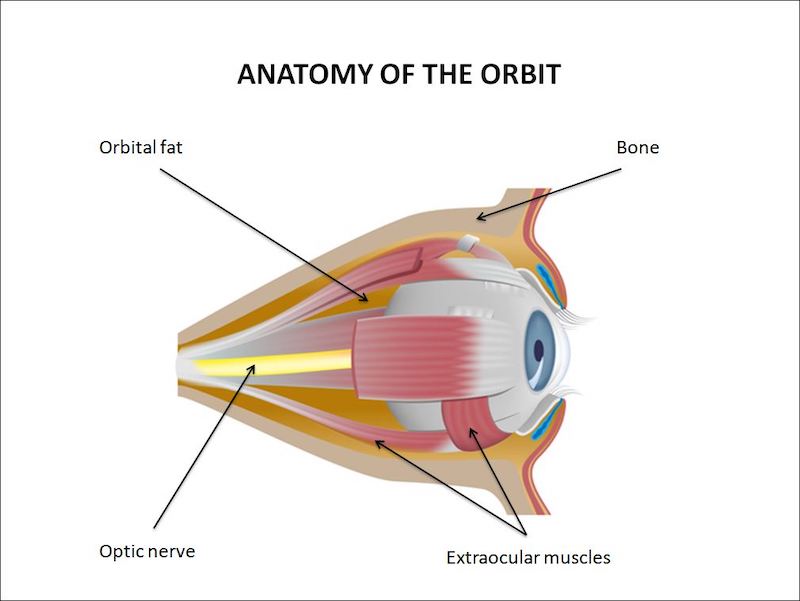Anatomija očne duplje